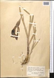Iris darwasica Regel, Middle Asia, Pamir & Pamiro-Alai (M2) (Tajikistan)