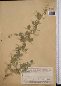 Caragana halodendron (Pall.) Dum.Cours., Middle Asia, Muyunkumy, Balkhash & Betpak-Dala (M9) (Kazakhstan)