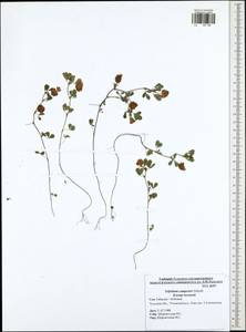 Trifolium campestre Schreb., Eastern Europe, Central region (E4) (Russia)