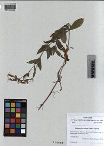 KUZ 003 920, Silene latifolia subsp. alba (Miller) Greuter & Burdet, Siberia, Altai & Sayany Mountains (S2) (Russia)