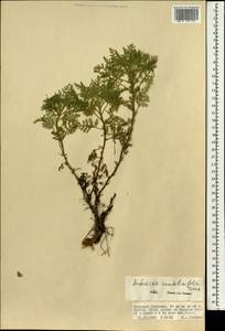 Artemisia stechmanniana Besser, Mongolia (MONG) (Mongolia)