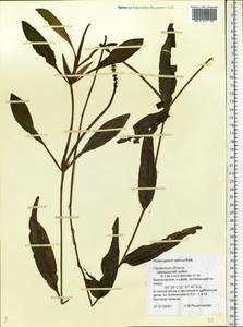 Potamogeton alpinus Balb., Eastern Europe, Western region (E3) (Russia)