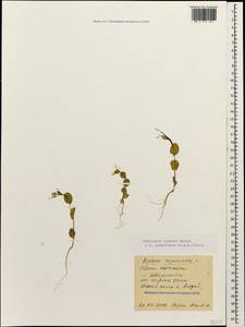 Plagioloba clavata (Boiss.) Khosravi & Eslami-Farouji, Caucasus, Black Sea Shore (from Novorossiysk to Adler) (K3) (Russia)