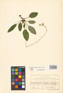 Hieracium sylvaticum, Eastern Europe, Belarus (E3a) (Belarus)