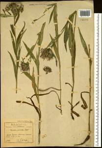 Saussurea acuminata Turcz. ex Fisch. & C. A. Mey., Siberia, Baikal & Transbaikal region (S4) (Russia)