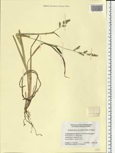 Echinochloa oryzoides (Ard.) Fritsch, Eastern Europe, Lower Volga region (E9) (Russia)