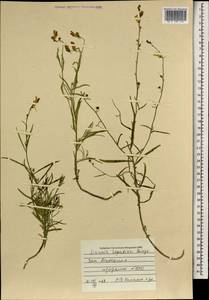 Linaria hepatica Bunge ex Ledeb., Mongolia (MONG) (Mongolia)