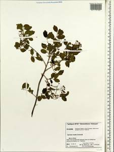 Spiraea media F. Schmidt, Siberia, Central Siberia (S3) (Russia)