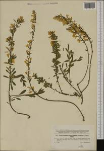 Cytisus procumbens (Willd.)Spreng., Western Europe (EUR) (Czech Republic)