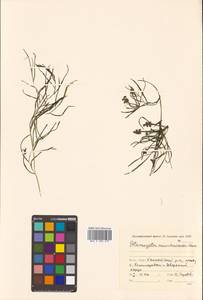 Potamogeton mandschuriensis (A.Benn.) A.Benn., Siberia, Russian Far East (S6) (Russia)