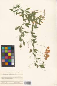 Lathyrus tuberosus L., Eastern Europe, Moscow region (E4a) (Russia)