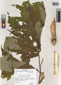 Heracleum dissectum Ledeb., Siberia, Altai & Sayany Mountains (S2) (Russia)