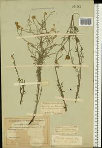 Centaurea arenaria M. Bieb. ex Willd., Eastern Europe, Lower Volga region (E9) (Russia)