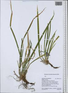 Iris, South Asia, South Asia (Asia outside ex-Soviet states and Mongolia) (ASIA) (China)