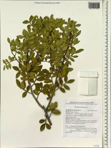 Pistacia lentiscus, South Asia, South Asia (Asia outside ex-Soviet states and Mongolia) (ASIA) (Israel)