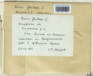 Riccia fluitans L., Bryophytes, Bryophytes - Middle Russia (B6) (Russia)