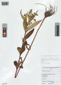 Bidens cernua L., Siberia, Altai & Sayany Mountains (S2) (Russia)