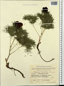 Paeonia tenuifolia L., Caucasus, Black Sea Shore (from Novorossiysk to Adler) (K3) (Russia)