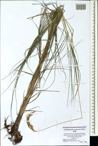 Calamagrostis canescens (Weber) Roth, Eastern Europe, North-Western region (E2) (Russia)