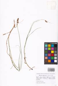 Blysmus compressus (L.) Panz. ex Link, Eastern Europe, Moscow region (E4a) (Russia)