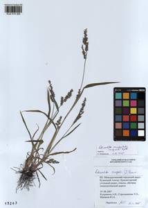 Echinochloa crus-galli subsp. crus-galli, Siberia, Altai & Sayany Mountains (S2) (Russia)