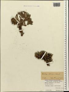 Saxifraga columnaris Schmalh. ex Akinfiew, Caucasus, North Ossetia, Ingushetia & Chechnya (K1c) (Russia)