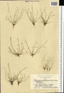Eleocharis ovata (Roth) Roem. & Schult., Eastern Europe, Central region (E4) (Russia)