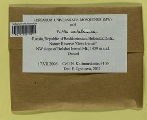 Pohlia andalusica (Höhn.) Broth., Bryophytes, Bryophytes - South Urals (B14) (Russia)