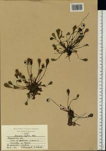 Drosera × anglica Huds., Eastern Europe, Volga-Kama region (E7) (Russia)