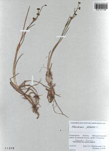 Scheuchzeria palustris L., Siberia, Altai & Sayany Mountains (S2) (Russia)