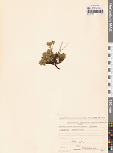 Chamaerhodos grandiflora (Pall. ex Schult.) Bunge, Siberia, Chukotka & Kamchatka (S7) (Russia)