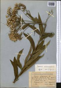 Senecio nemorensis L., Middle Asia, Northern & Central Tian Shan (M4) (Kazakhstan)
