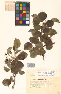 Pyrus communis L., Eastern Europe, Lower Volga region (E9) (Russia)