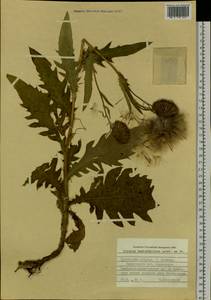 Cirsium kamtschaticum Ledeb. ex DC., Siberia, Russian Far East (S6) (Russia)