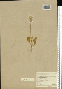 Raphanus raphanistrum L., Eastern Europe, Moscow region (E4a) (Russia)