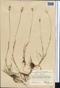 Phleum alpinum L., Middle Asia, Western Tian Shan & Karatau (M3) (Kyrgyzstan)