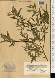 Salix pycnostachya Anderss., South Asia, South Asia (Asia outside ex-Soviet states and Mongolia) (ASIA) (Afghanistan)