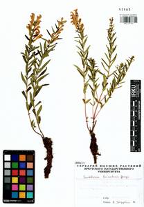 Scutellaria baicalensis Georgi, Siberia, Baikal & Transbaikal region (S4) (Russia)