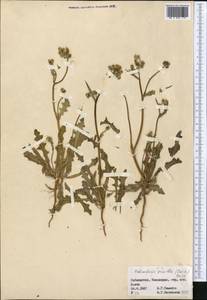 Heteroderis pusilla (Boiss.) Boiss., Middle Asia, Pamir & Pamiro-Alai (M2) (Uzbekistan)