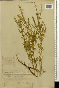 Melilotus officinalis (L.) Lam., Caucasus, Azerbaijan (K6) (Azerbaijan)