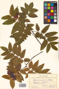 Sorbus sambucifolia (Cham. & Schltdl.) M. Roem., Siberia, Russian Far East (S6) (Russia)