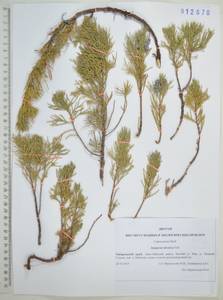 Juniperus sabina var. davurica (Pall.) Farjon, Siberia, Russian Far East (S6) (Russia)