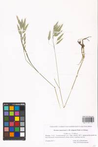 Bromus squarrosus L., Eastern Europe, Moscow region (E4a) (Russia)