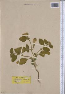 Heliotropium hirsutissimum Grauer, Western Europe (EUR) (Greece)