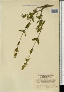 Stachys atherocalyx K.Koch, Caucasus, South Ossetia (K4b) (South Ossetia)