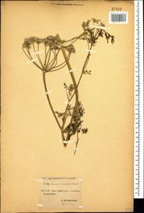 Astrodaucus orientalis (L.) Drude, Caucasus, Stavropol Krai, Karachay-Cherkessia & Kabardino-Balkaria (K1b) (Russia)