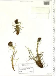 Saussurea schanginiana (Wydler) Fisch. ex Herder, Siberia, Baikal & Transbaikal region (S4) (Russia)