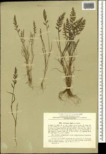 Catapodium rigidum (L.) C.E.Hubb., Caucasus, Abkhazia (K4a) (Abkhazia)