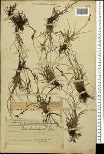 Carex liparocarpos subsp. bordzilowskii (V.I.Krecz.) T.V.Egorova, Caucasus, Azerbaijan (K6) (Azerbaijan)