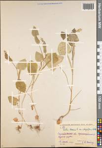 Sonchus oleraceus L., Eastern Europe, Lower Volga region (E9) (Russia)